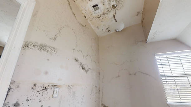 Environmental Consulting for Mold Prevention in Jeffersonville, IN