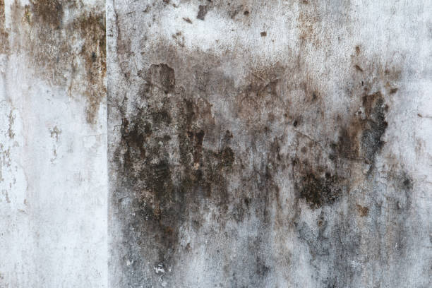 Best Industrial Mold Remediation  in Jeffersonville, IN