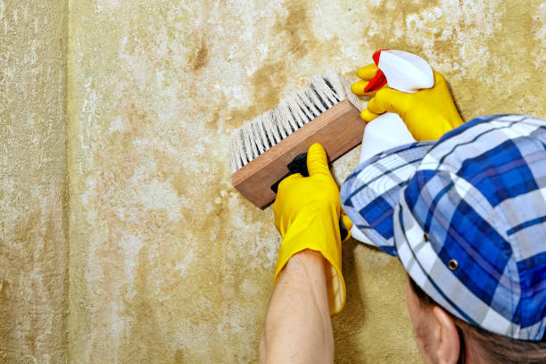 Best Air Quality Testing for Mold Spores  in Jeffersonville, IN