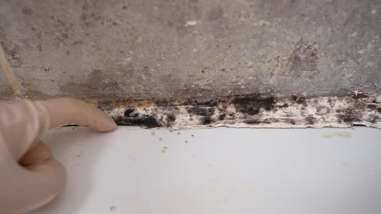 Best Real Estate Mold Inspection  in Jeffersonville, IN